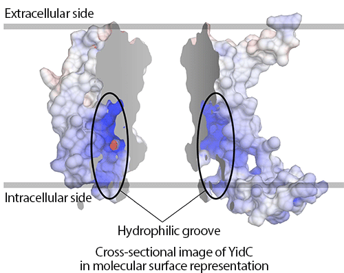 Fig. 2: Molecular surface representation of YidC