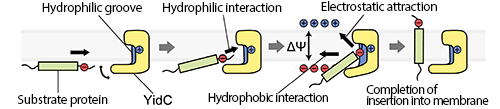 Fig. 3: Model of YidC-mediated protein insertion into membrane 