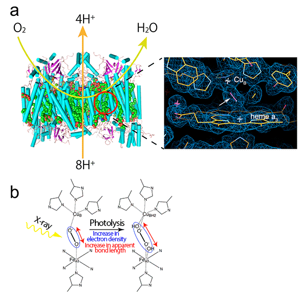 Fig. 1	Active site of cytochrome c oxidase and its radiation damage