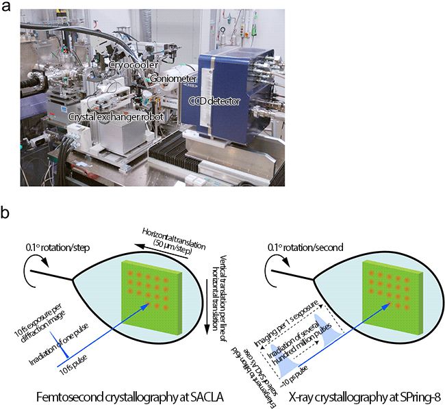 Fig. 2	Setup for diffraction experiment of the femtosecond crystallography and schematics of diffraction imaging