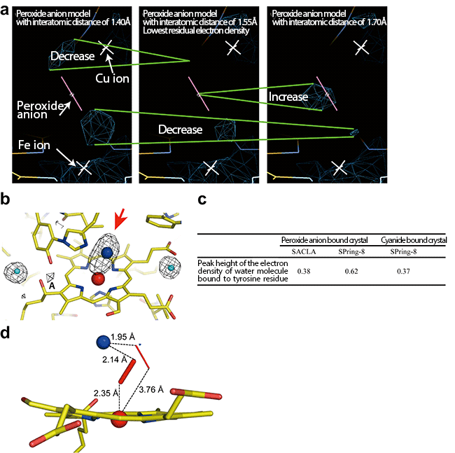 Fig. 3	Confirmation of effectiveness of the femtosecond crystallography in the radiation damage free analysis, and the active site of cytochrome c oxidase free of radiation damage