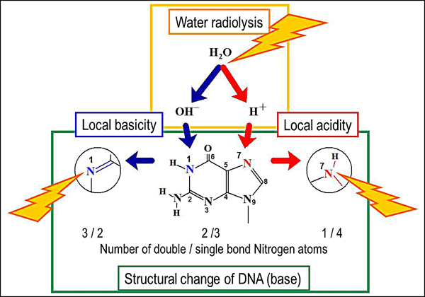 図２：水と放射線の相乗効果の模式図
