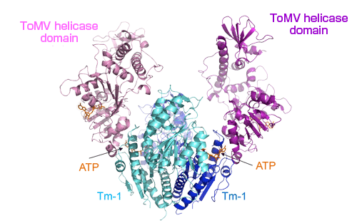 Fig. 2. Structure of a complex of the helicase domain of tomato mosaic virus (ToMV) replication protein and Tm-1