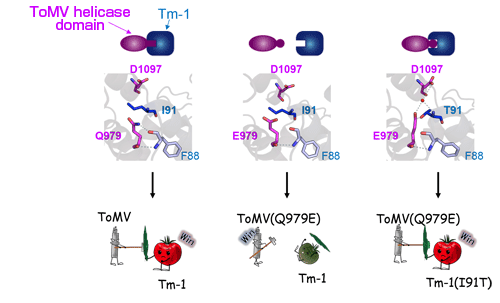 Fig. 3. Co-evolution of ToMV-Hel protein and Tm-1