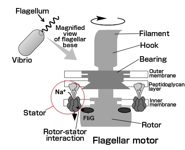 図1　ビブリオ菌べん毛モーターの模式図。
