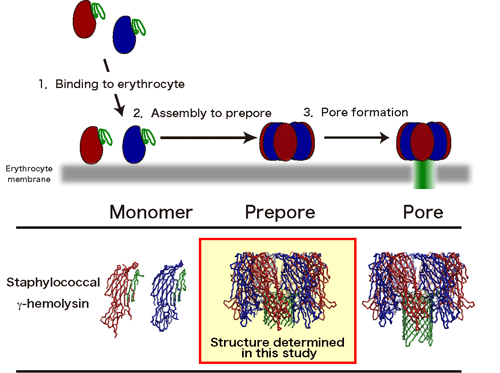 Schematic of action mechanism of pore-forming toxin and its structure revealed in this study