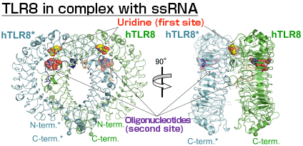Fig. 1 Overall structure of TLR8 in complex with ssRNA