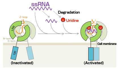 Fig. 2 	Activation mechanism of TLR8 by ssRNA