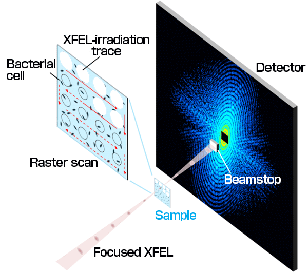 Fig. 1	CXDI experiment using XFEL as light source