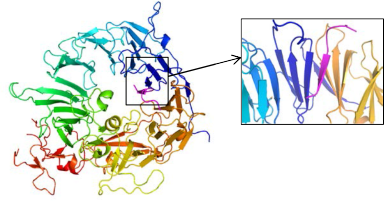 Fig.1 Structure of sorLA Vps10p domain (rainbow color) in complex with Aβ (dark pink)