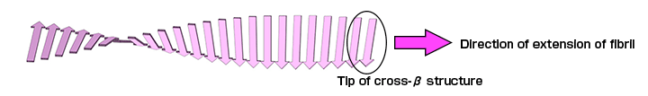 Fig.2	Cross-β structure: structural feature of amyloid fibrils