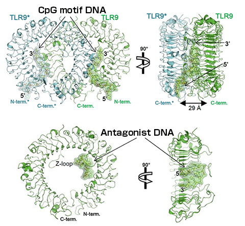 Fig.1 Binding mode of TLR9