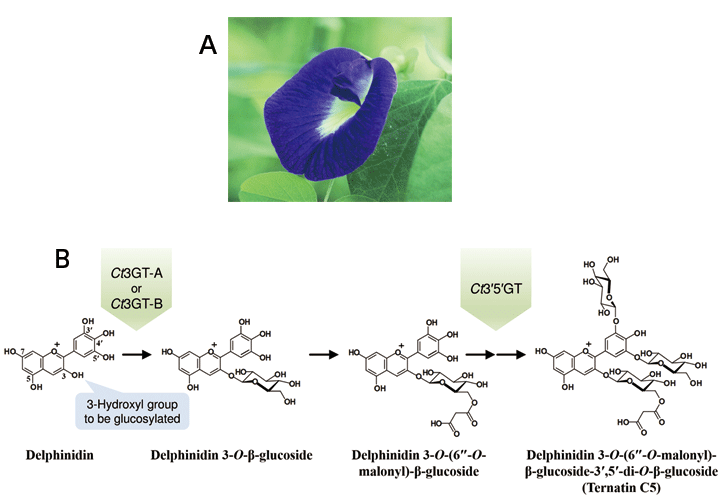 Fig.1