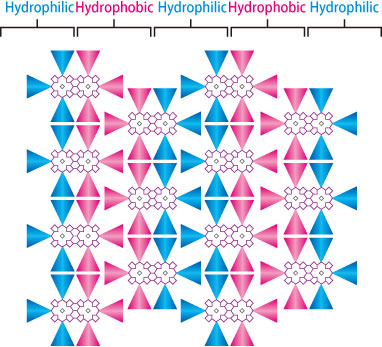 Fig. 1. Schematic representation of the 2D molecular arrangement of an amphipathic molecule. 