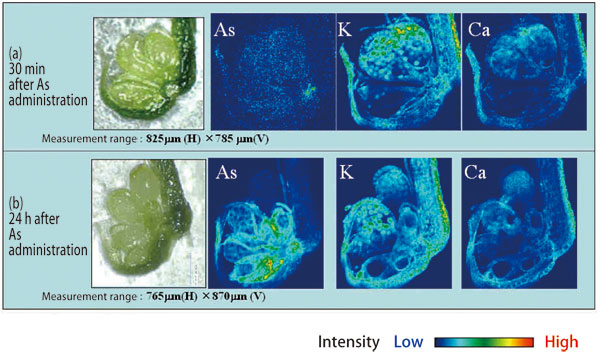 Fig. 2. XRF 2D imaging of arsenic, potassium, and calcium in the marginal regions of Pteris vittata's leaves (pinnae).