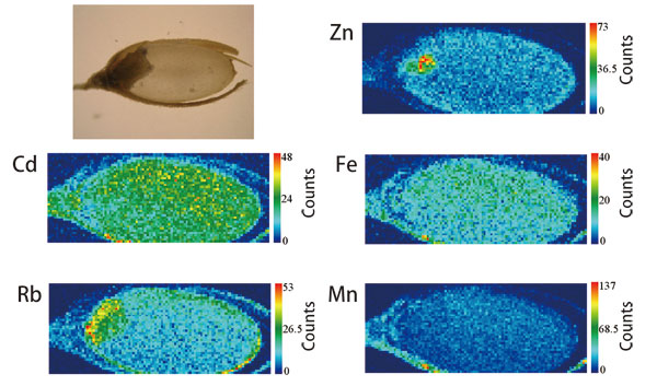 Fig. 3. Distributions of elements in brown rice grown by adding 1 ppm of cadmium.