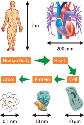 Figure 1. Organisms and scales