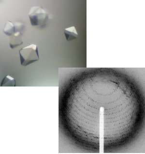 Figure 2. Protein structures (top) and diffraction image of proteins (bottom)