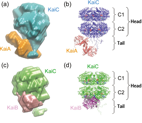Figure 2. Model structures of Kai protein complexes