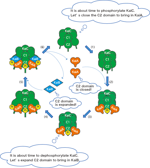 Figure 3. Assembly and disassembly model of the Kai proteins