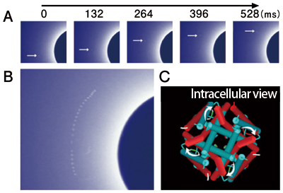 Figure 2. Twisting conformational changes of the potassium channel 