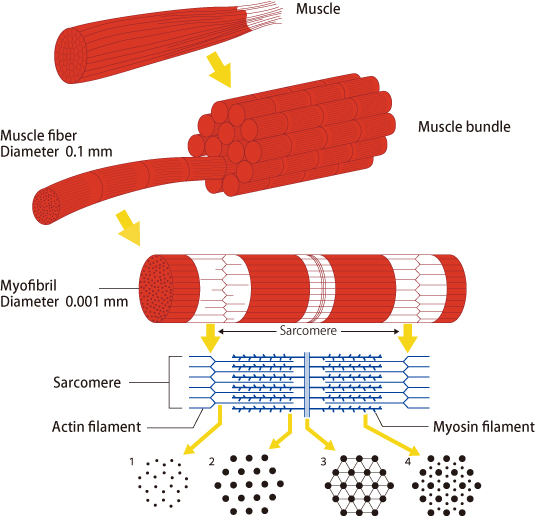 Figure 1. Muscle structure