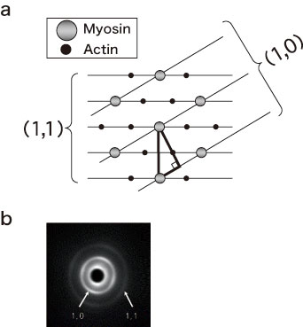 Figure 2. (a) A cross-sectional view of sarcomeres of myocardial cells in the A band. (b) An X-ray diffraction pattern obtained from the heart.