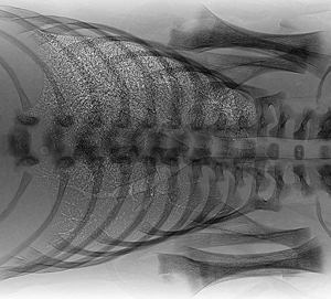 Figure 3.  A chest refraction contrast X-ray image of a rabbit newborn during air feeding