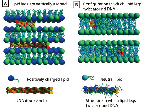 Fig. 2. DNA transfer structural model of gene transfer agents comprised of lipid micelles