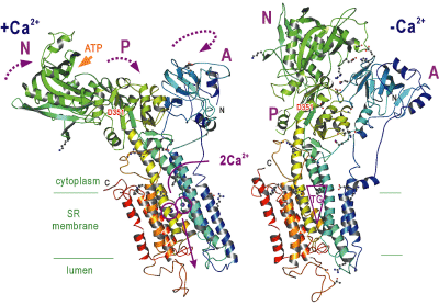 Structural changes in calcium pump