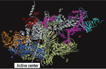 Holoenzyme crystal structure
