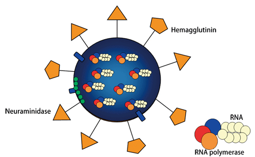 Fig. 1 Schematic of influenza virus structure