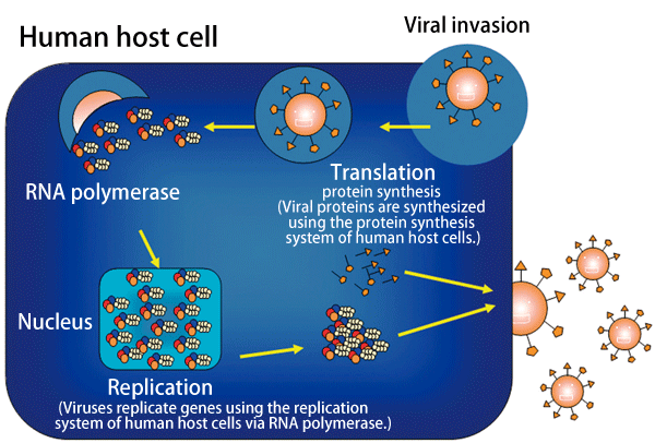 Fig. 3	Replication mechanism of influenza viruses
