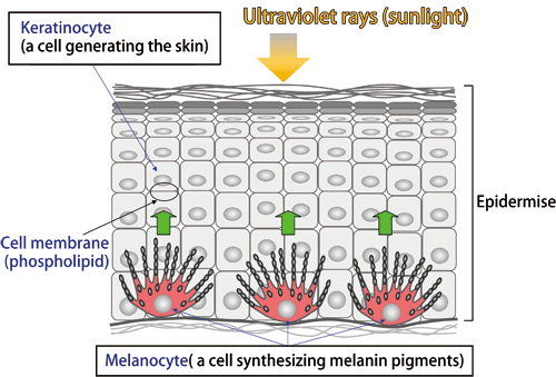 Fig. 1 Structure of the skin