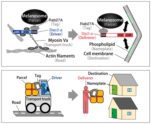 Fig. 2 Truck transport model