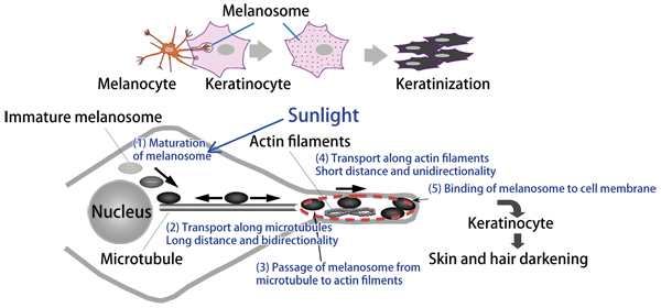 Fig. 3 Mechanism of melanosome transport in melanocyte