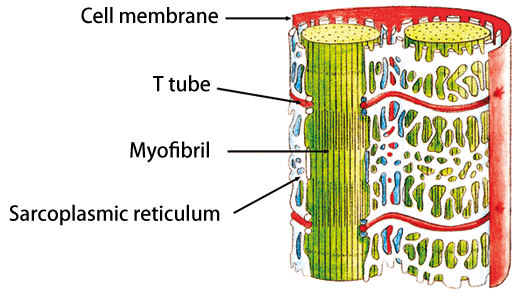 Fig. 1 Mechanism of muscle contraction