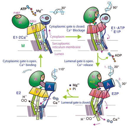 Fig. 3     Schematic of four basic states of calcium pump