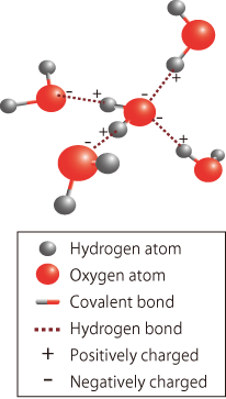 fig3．Schematic of four hydrogen bonds of H2O molecule