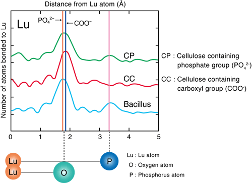 Fig. 3  Results of EXAFS analysis for Lu adsorption by bacterial cells (Bacillus)