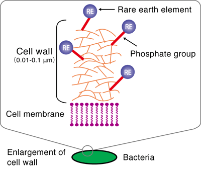 Fig. 4  Schematic of enrichment of rare earth (RE) on bacterial cell wall