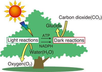 Fig. 1 Schematic of photosynthesis