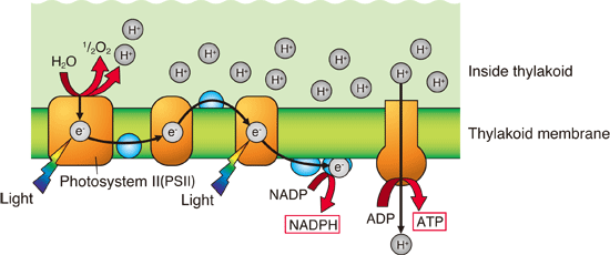 Fig. 2 Process of light reactions