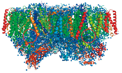 Fig. 3 Overall structure of PSII