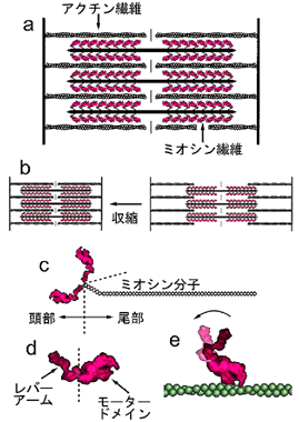 fig1.gif