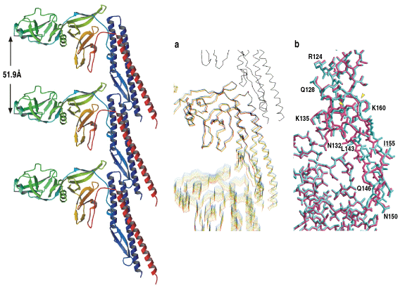 図5　素繊維モデルの伸張シミュレーション実験により同定されたベータヘアピンの構造変化