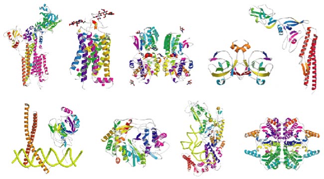図4  X線結晶解析によるタンパク質の立体構造