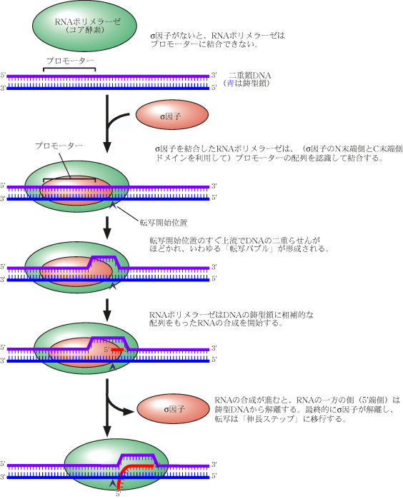 図1　RNAポリメラーゼによる転写の開始