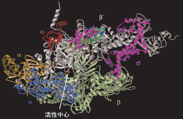 図3　RNAポリメラーゼ結晶構造の模式図