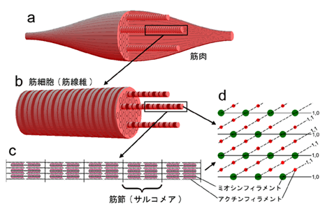 図1　脊椎動物骨格筋(横紋筋)の構造
